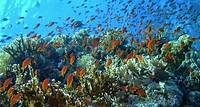 9. Carless Reef