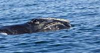 North Atlantic Right Whale