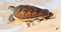 Governor Attends Turtle Centre Release To Celebrate World Sea Turtle Day