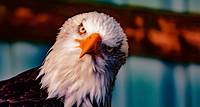 Free Bald Eagle Head Stock Photo