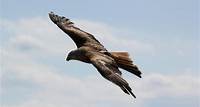 Free Brown and Grey Eagle Stock Photo