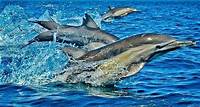 Mnemba Island Privates ganztägiges Schwimmen mit Delfinen und Schnorcheln