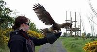 Dublin Falconry 8,8 km entfernt Castleknock Natur- & Tierschutzgebiete