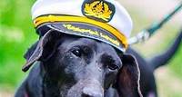 Dog Day of Summer Harbor Cruise em Boston R$ 148