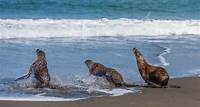 Ways to Give | The Marine Mammal Center