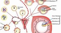 Embriología del sistema nervioso - Neuroanatomía UFRO