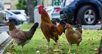 Feral Chickens In Hawaii: Are Lawmakers Doing Enough?
