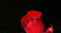 Free Red Rose Stock Photo