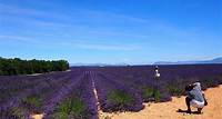 Lavender Fields Tour in Valensole von Marseille