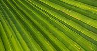 Download free HD stock image of Palm Tree Leaf