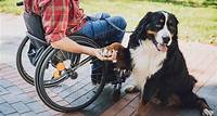 Pet terapia: a importância dos animais para o bem-estar das pessoas com deficiência