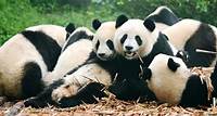 70 Cute Giant Panda Facts A typical giant panda spends over half of its day eating. Learn more about the beloved black and white omnivore with interesting and cute panda facts.