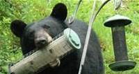 Got Bears? Learn about living with bears or report troublesome bears