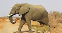 Foto mostra um elefante salvando filhote de leoa! Será verdade?