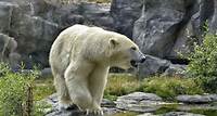 Découvrir l’ours polaire