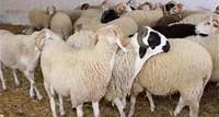 Moutons importés de Roumanie – Aïd el-Adha 2024 : le ministre dément catégoriquement
