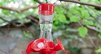 best hummingbird feeder placement