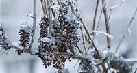 Obstanbau: 500 Millionen Euro Schaden nach Hagel und Frost Hagel und Frost haben in den vergangenen Wochen für einen hohen Millionenschaden in Wein- und Obstanbaugebieten gesorgt. Das liegt auch an der frühen Vollblüte.