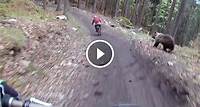 Watch: Bear Charges Mountain Biker at Slovakian Bikepark