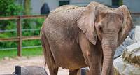 Elephant Live Cam | The Maryland Zoo