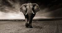 Download free HD stock image of Elephant Black-And-White