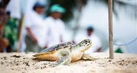 Cayman Turtle Centre Announces Close Of A Very Successful Captive Breeding Season