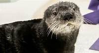 Sea Otter Encounter | Shedd Aquarium