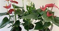 Anthurium Spar-Set 'TRICOLOR' (12 cm Topf)