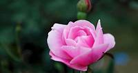 Free Shallow Focus Photography of Pink Rose Stock Photo