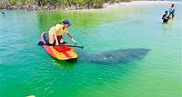 Delfin- und Seekuh-Abenteuertour durch Fort Myers