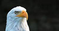 Free American Eagle Photo Stock Photo