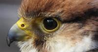 Falcon Encounter | National Aviary