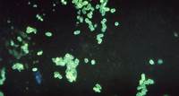 Escherichia coli Bakterien O157:H7