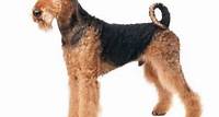 Airedale Terrier