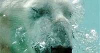 Tierische Rekorde Wie schwer kann ein Eisbär tatsächlich werden?