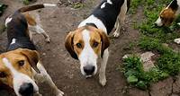 American Foxhound