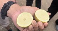 Lemons, once only imported are now being grown commercially in Malaysia