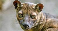 Tierwelt Tierwelt Madagaskars