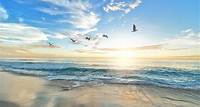 Strand Vögel Meer - Kostenloses Foto auf Pixabay