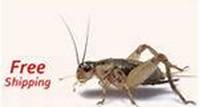 Crickets for Sale - Free Shipping Live Crickets For Sale - Free Shipping crickets that we raise and sell