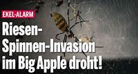 Riesenspinnen-Invasion im Big Apple droht!