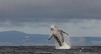 Walbeobachtung in Monterey Bay, halbprivat, begrenzt auf maximal 6 Personen