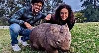 Wilde Wombat- und Känguru-Tagestour ab Sydney