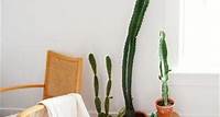 How to Grow and Care for Euphorbia Ingens