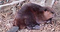 beaver summary
