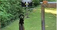 Sch�tzenk�nig: Traditionelles K�nigsvogelschie�en in Sch�nstein an Fronleichnam