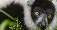 New Conspiracy Meet Volana, the newest lemur to join the conspiracy.