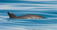 Vaquita | Species | WWF