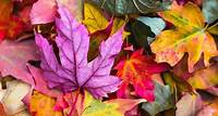 Download free HD stock image of Colorful Autumn