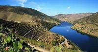 Visite vins de la vallée du Douro : visite de trois vignobles avec dégustation de vins et déjeuner